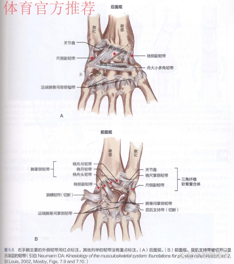 Siegel：康查尔左手拇指尺侧副韧带撕裂，三周后复查